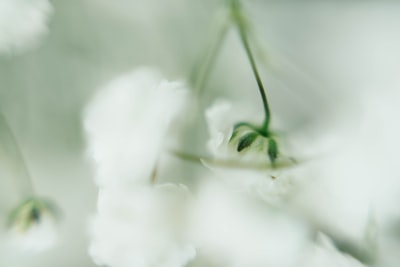 白花